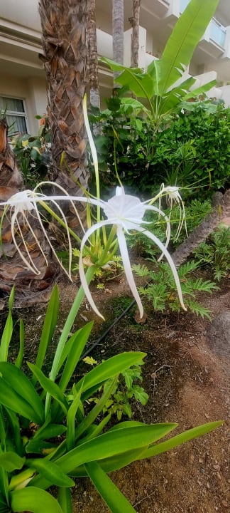 Gartenanlage Tabaiba Princess