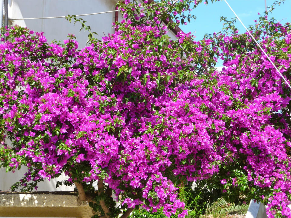 Blumenpracht Hotel Apollon