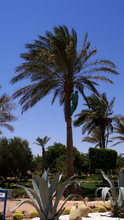 Sklizeň datlí Hotel Nubian Village