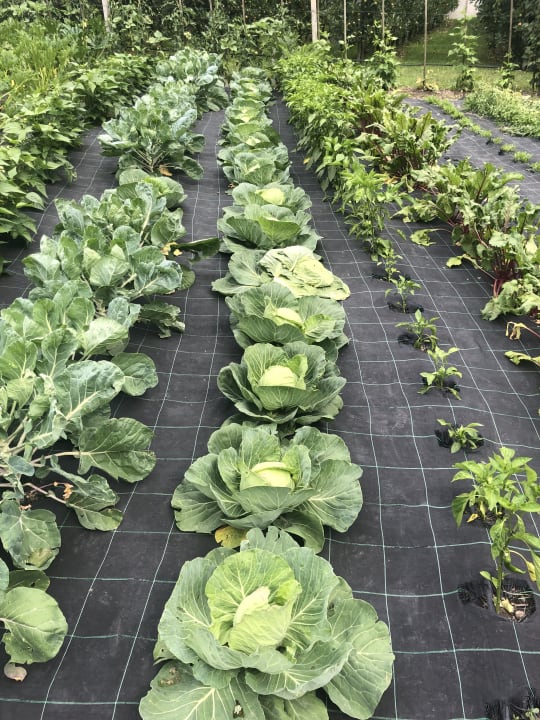 Gartenanlage Hotel Meringerhof