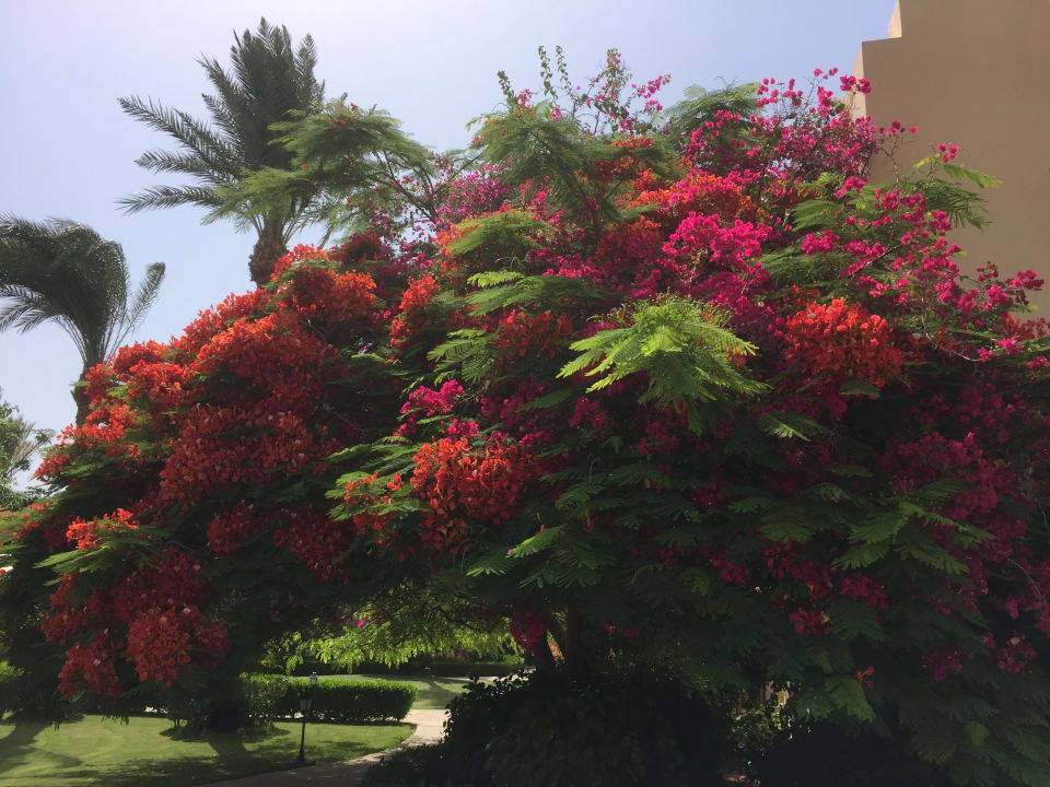 Gartenanlage Steigenberger Coraya Beach - Adults only