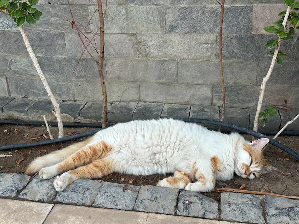 Gartenanlage The Grand Palace - Adults only