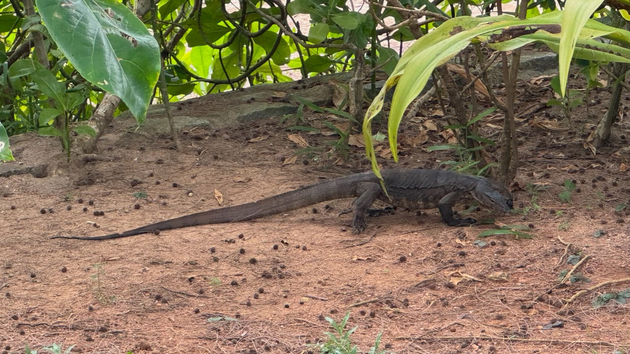Gartenanlage Moracea by Khao Lak Resort