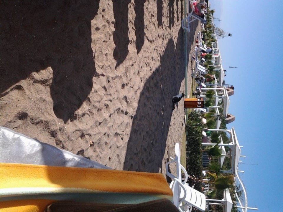 Katzen am Strand , ein Bild von vielen Hotel Delphin Imperial