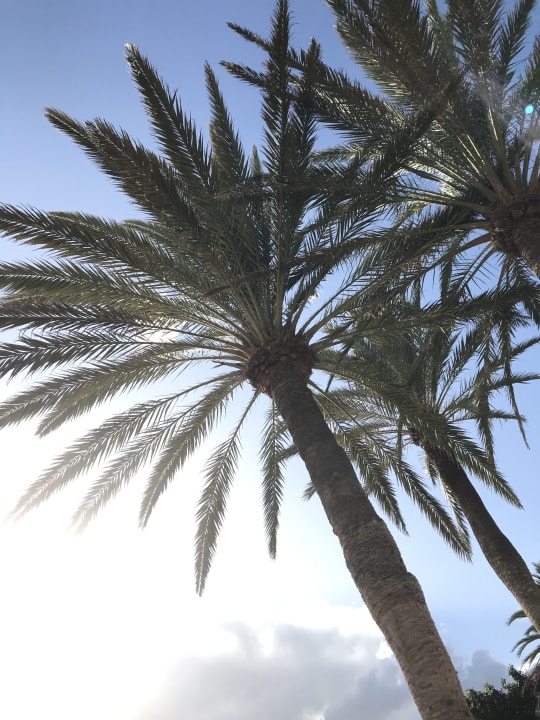 Gartenanlage Hotel Riu Oliva Beach - Hotel