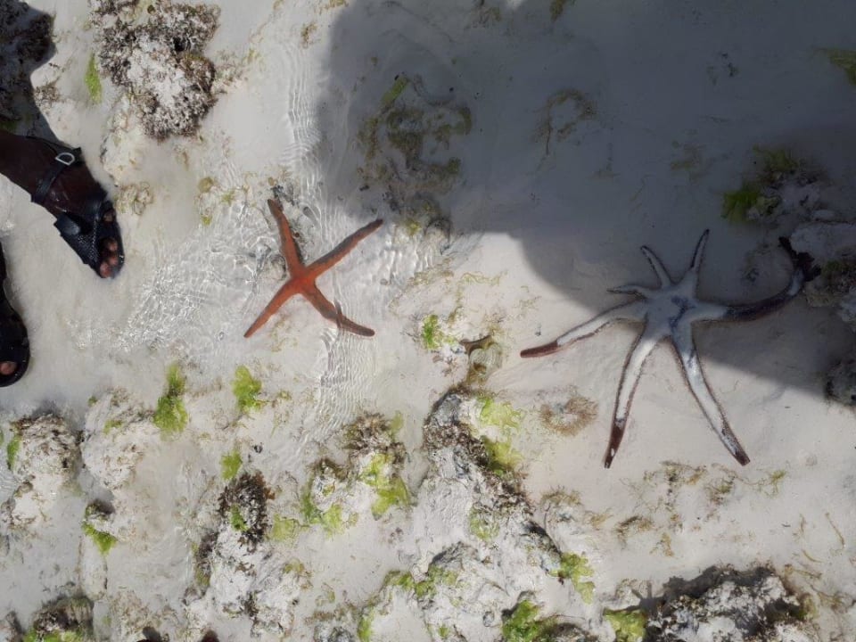 Strand Royal Zanzibar Beach Resort