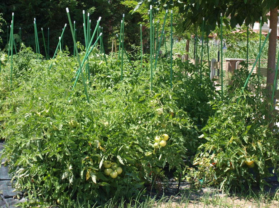 Hoteleigener Gemüsegarten Alexandra Golden Boutique - Adults only