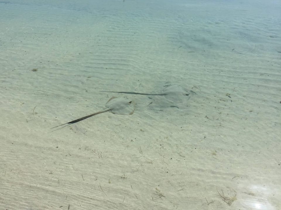 Babyrochen Emirates Palace Mandarin Oriental