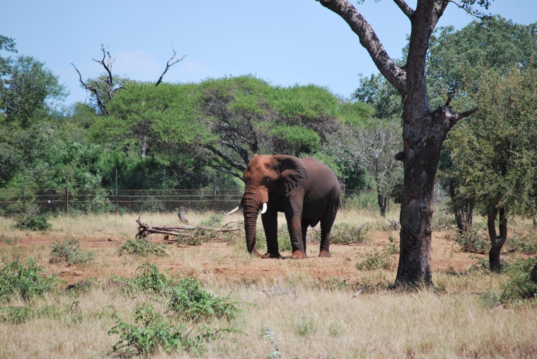 Elefanten vor der Lodge Tremisana Game Lodge