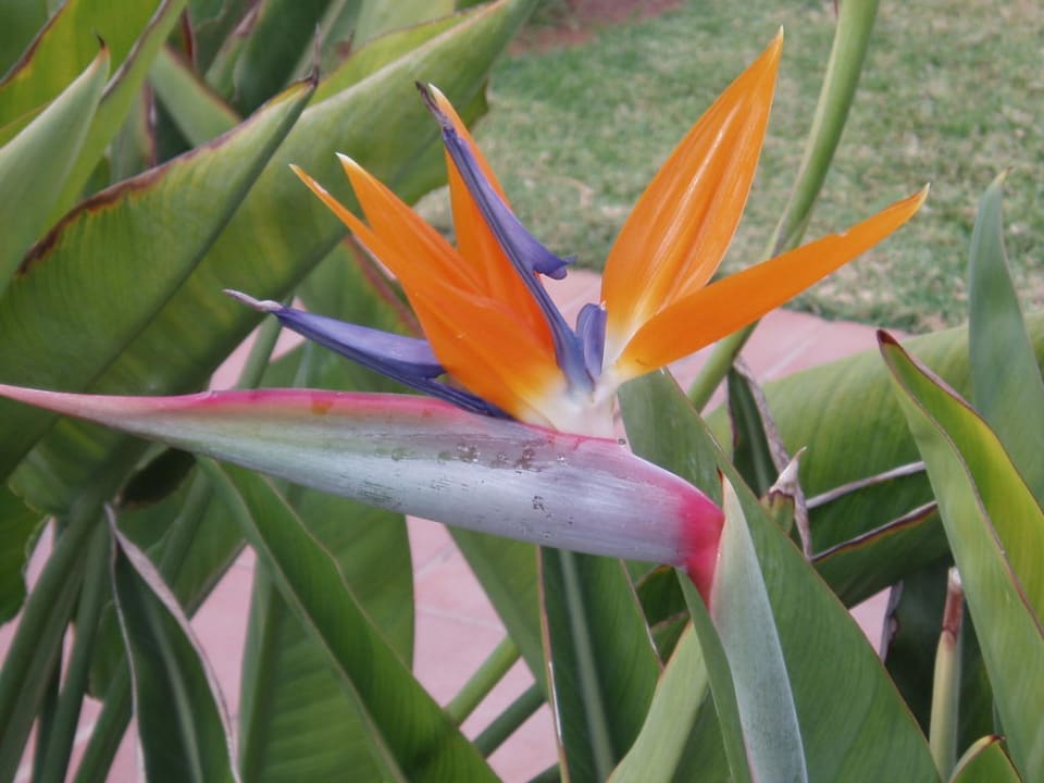 Wunderschöne Papageienblume Hotel Riu Oliva Beach Resort