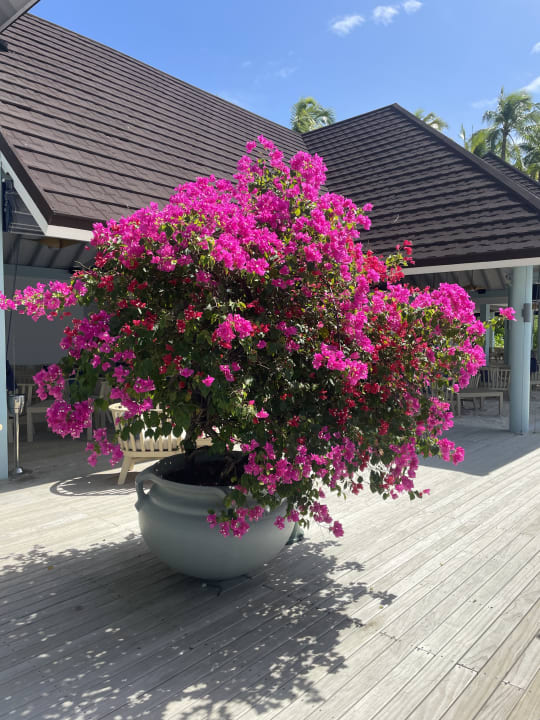 Außenansicht TUI BLUE Olhuveli Romance