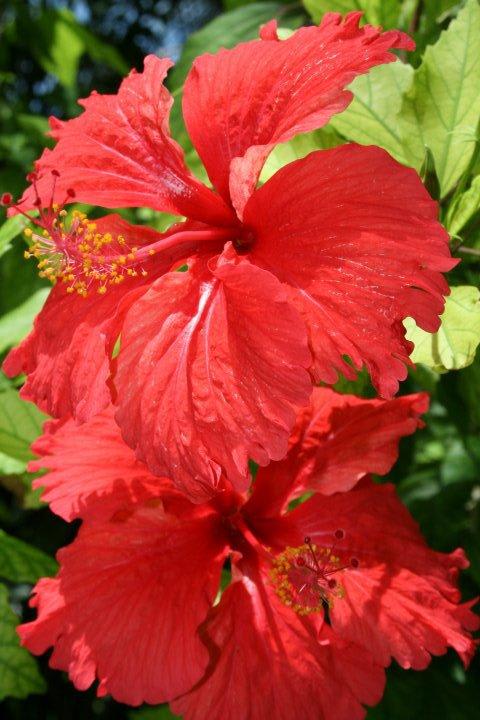 Hibiskus Kuramathi Maldives