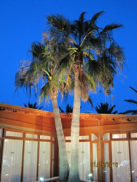 Palme beim Restaurant am Abend Relaxia Olivina