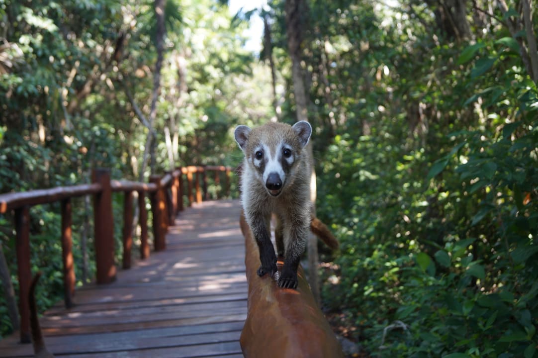Unsere Mitbewohner Grand Palladium Kantenah Resort & Spa