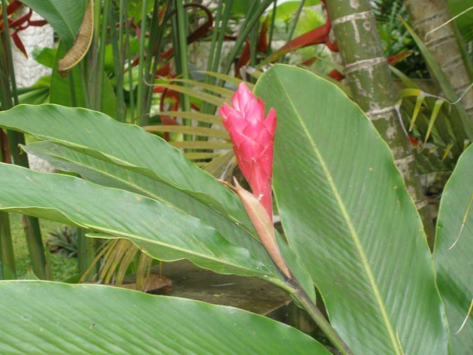 Blüte im Februar Novotel Bali Benoa Hotel