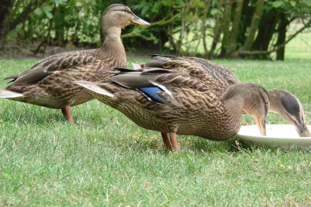 Enten im Garten Vakantiepark De Krim
