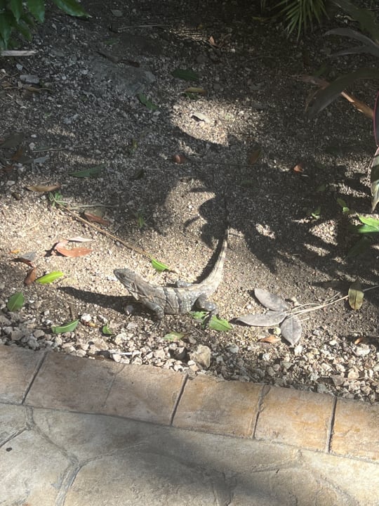 Gartenanlage Iberostar Waves Tucan