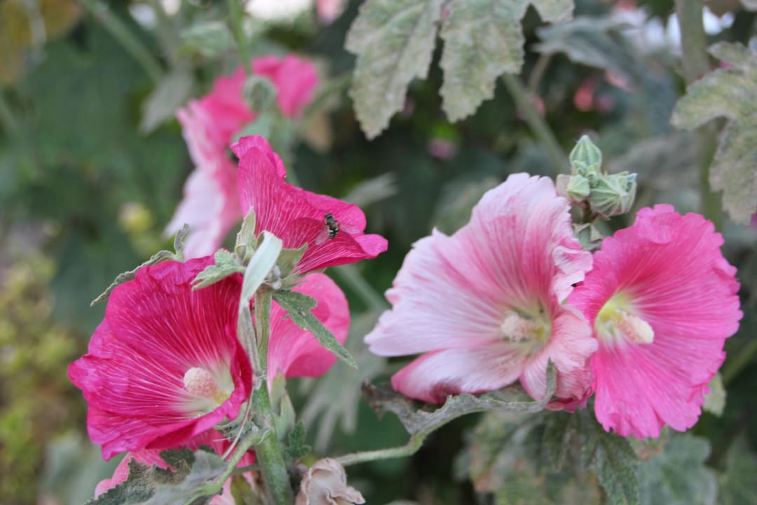 Blumen Ali Baba Palace Hotel