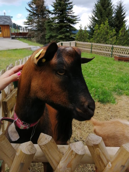 Außenansicht AHORN Hotel Am Fichtelberg