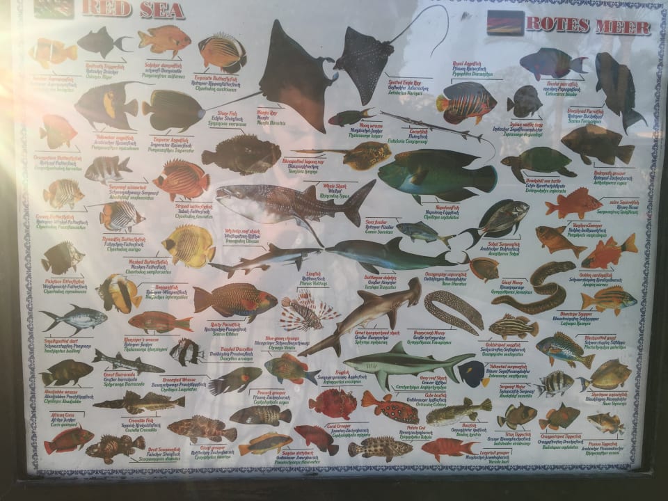 Sonstiges Steigenberger Coraya Beach - Adults only