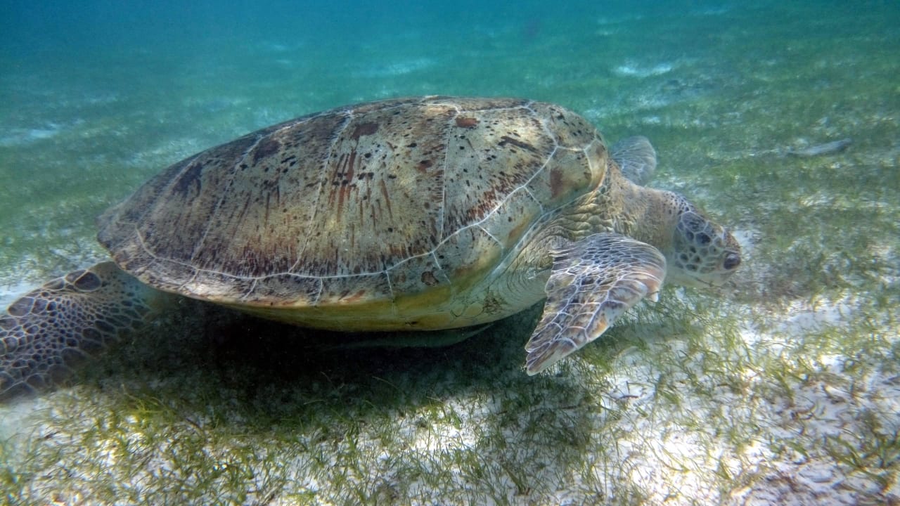 Vom Kopf bis Ende knapp 150cm Kuredu Island Resort & Spa