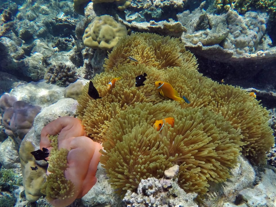 Anemonen mit Dreifleck - Riffbarsche NH Collection Maldives Havodda Resort