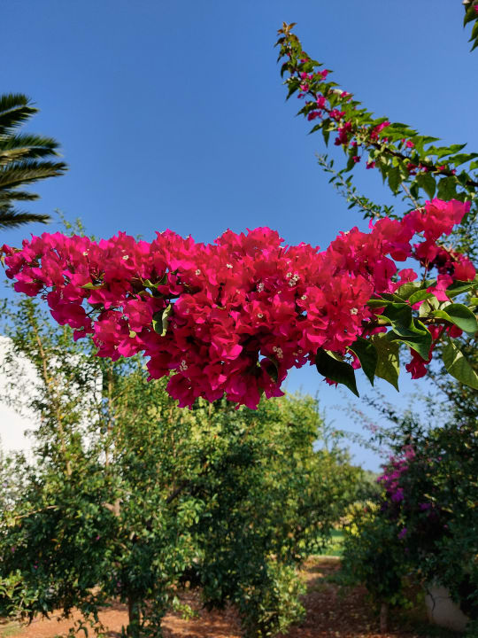 Gartenanlage TUI SUNEO Chrissi Amoudia