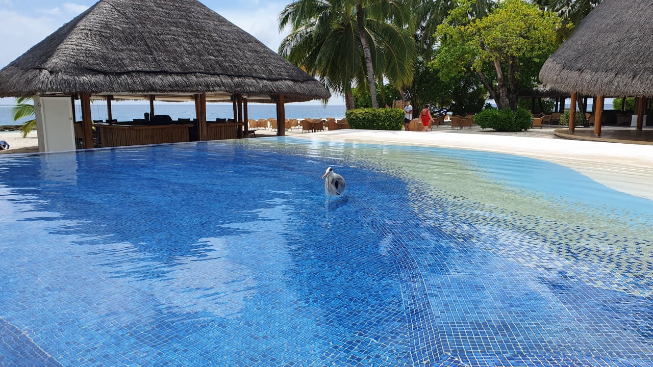 Pool Kuramathi Maldives