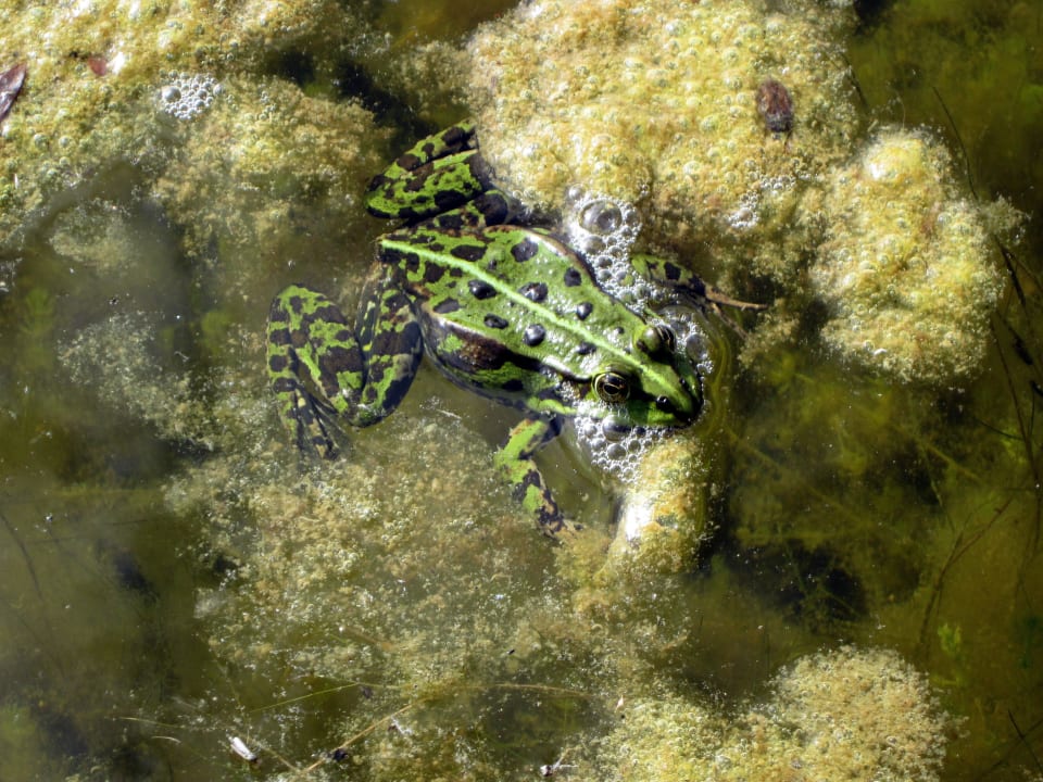 Hübsche Kröte im Hotelteich Ostseehotel Dierhagen