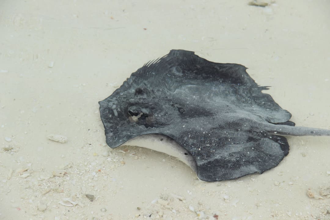 Rochen am O-Resort Kuredu Island Resort & Spa