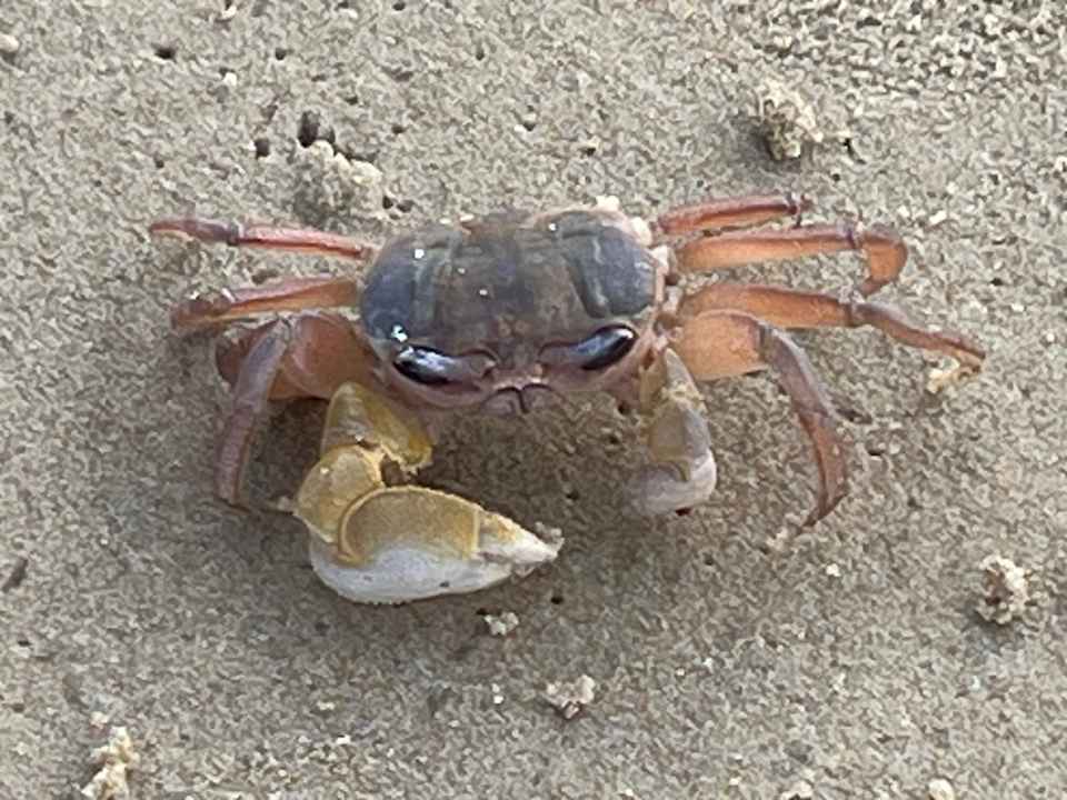 Strand Best Western Premier Bangtao Beach Resort & Spa