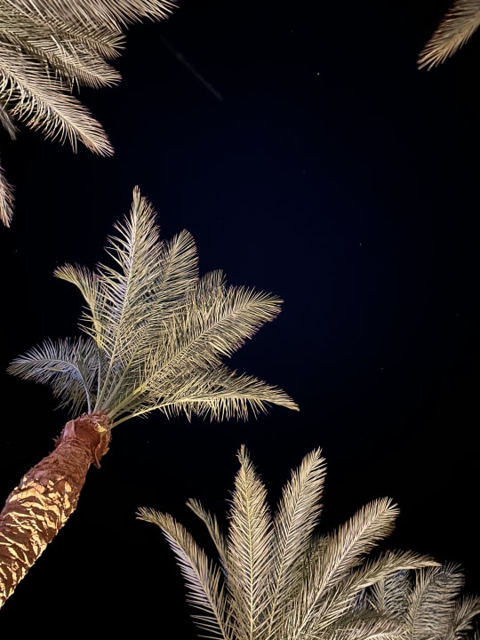 Gartenanlage Steigenberger Coraya Beach - Adults only