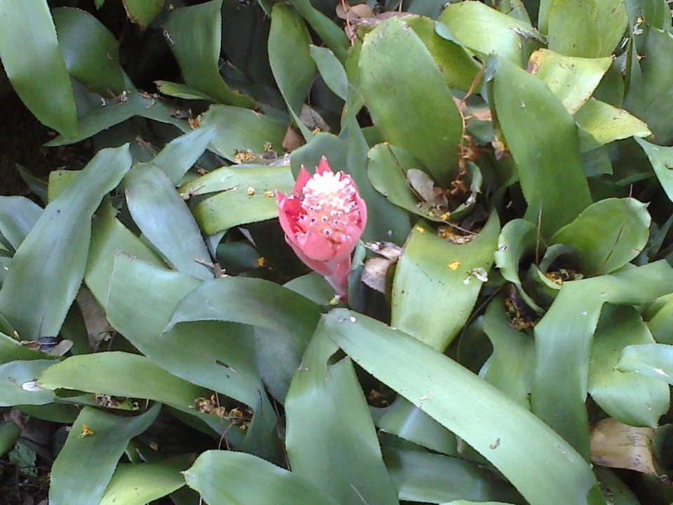 Blumenpracht H10 Tenerife Playa