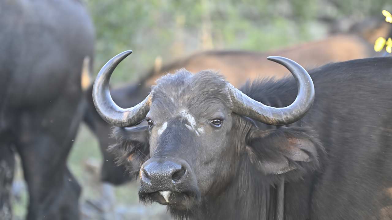 Sport & Freizeit Motswari Private Game Reserve & Geiger's Camp