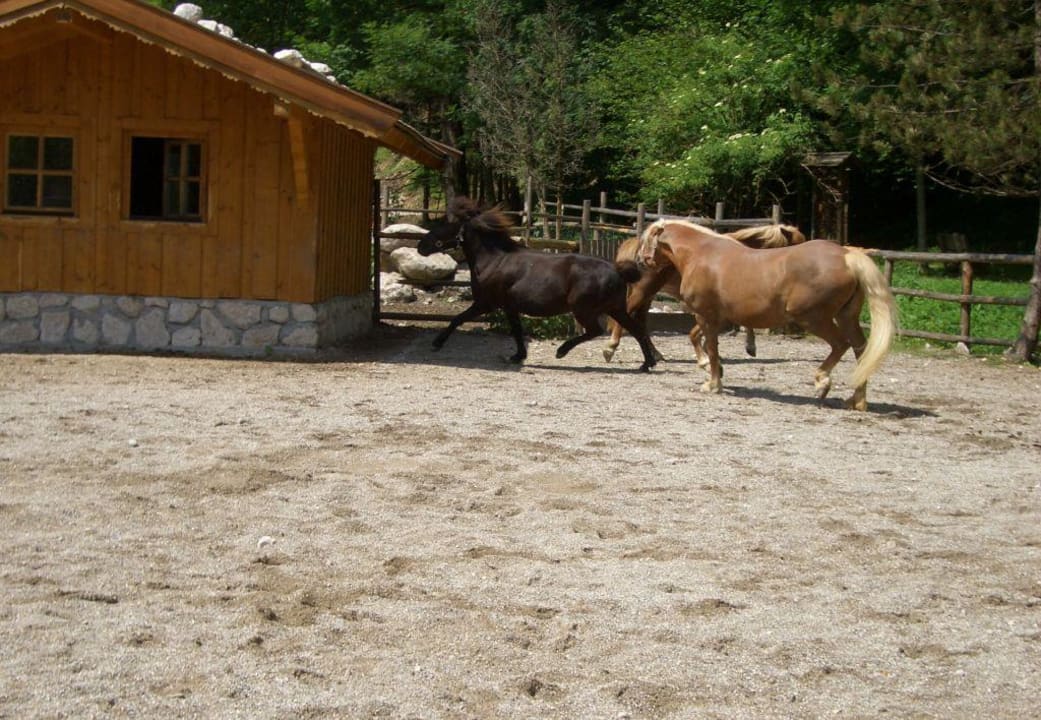 Pferde im Kinderhotel POST Family Resort