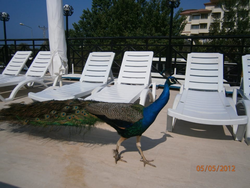 Pfau war immer mit dabei gehört dazu Seaden Corolla Hotel