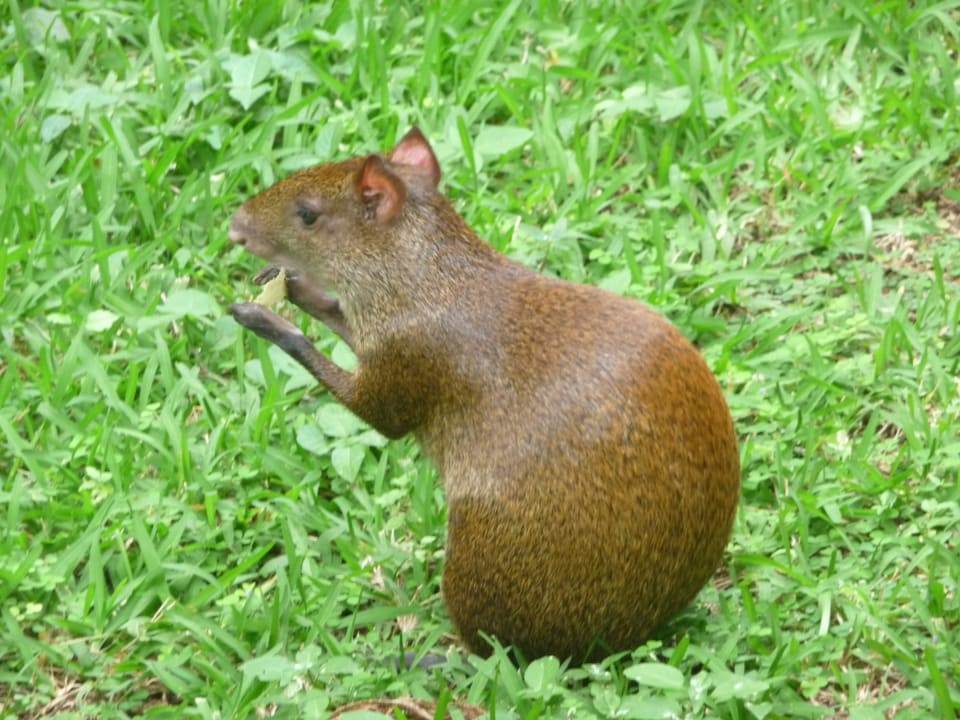 Niedliche Tierchen in der Anlage Hotel Riu Tequila