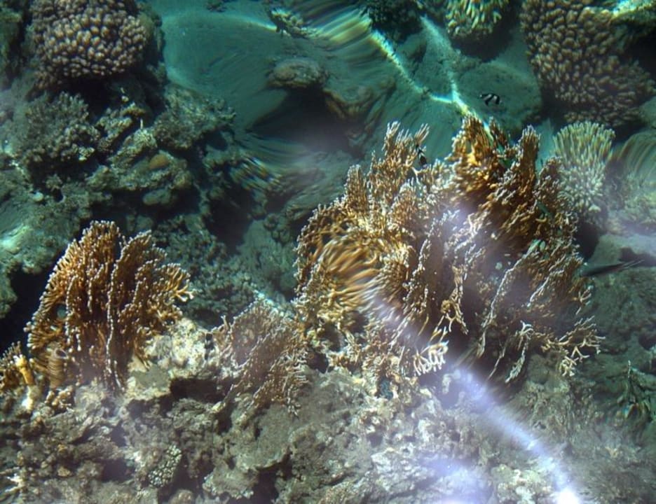 Кораллы Shams Alam Beach Resort