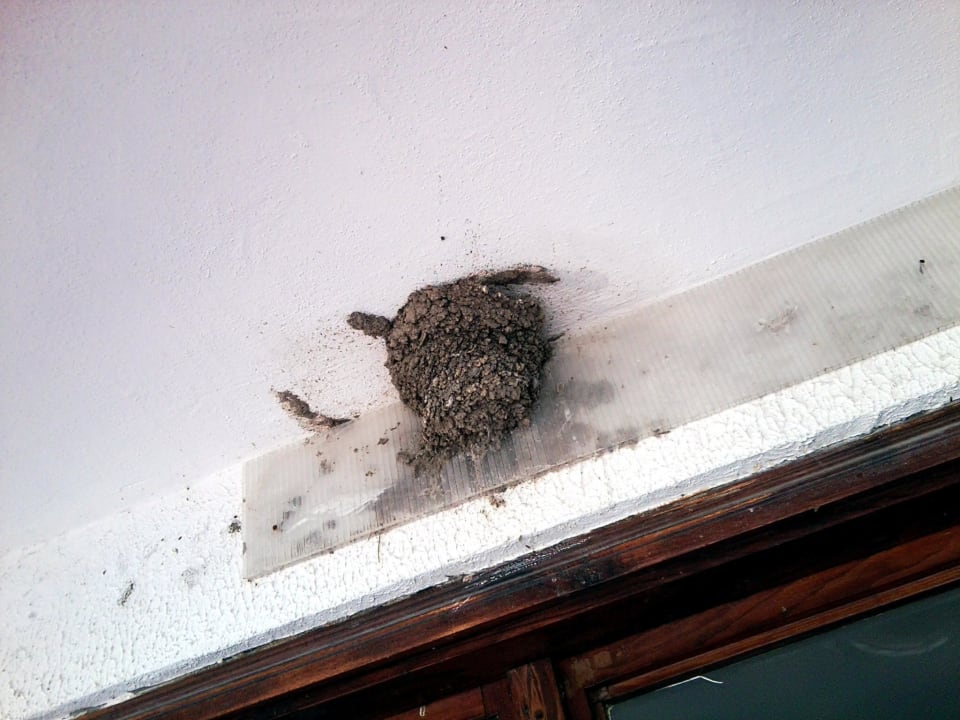 Balkonbewohner Hotel Palma