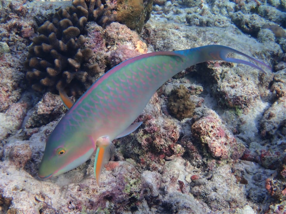 Sport & Freizeit NH Collection Maldives Reethi Resort