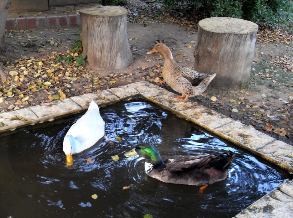 3 Enten Bieno Club Venüs Hotel &Spa