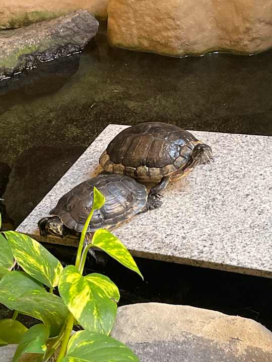 Gartenanlage H10 Playa Esmeralda - Adults only