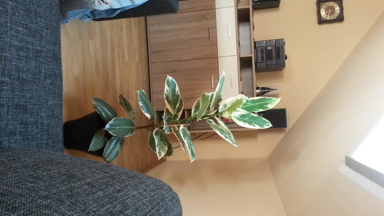 FeWo Ferienwohnung Mertens