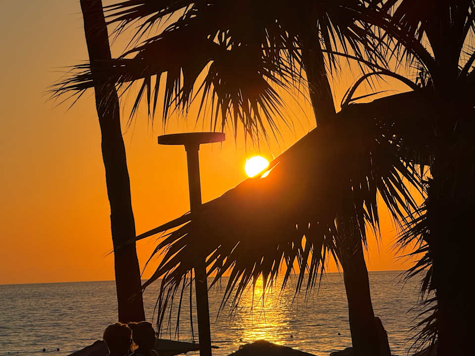 Strand Acanthus Cennet Barut Collection