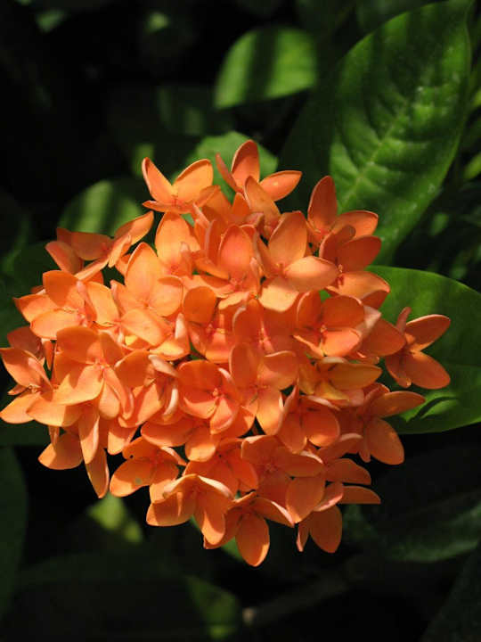 Impressionen Rummana Boutique Resort