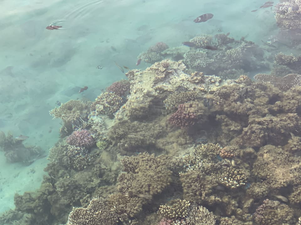 Sport & Freizeit Hotel JAZ Makadi Star & Spa