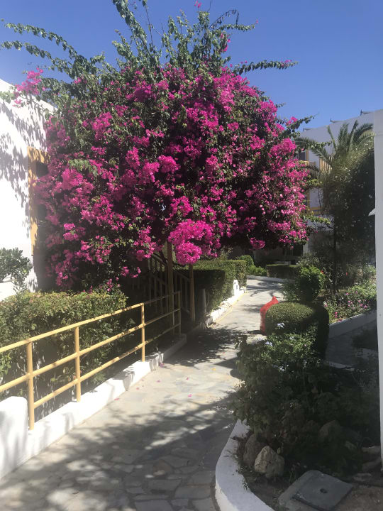 Gartenanlage Mastichari Bay Hotel