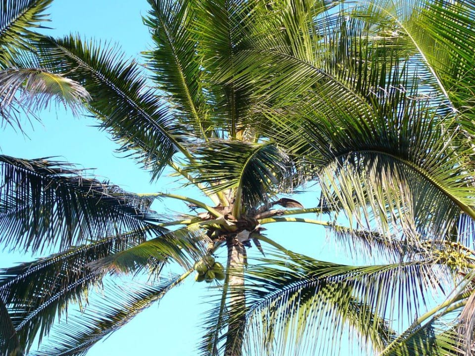 coconut tree Bahari Beach Hotel