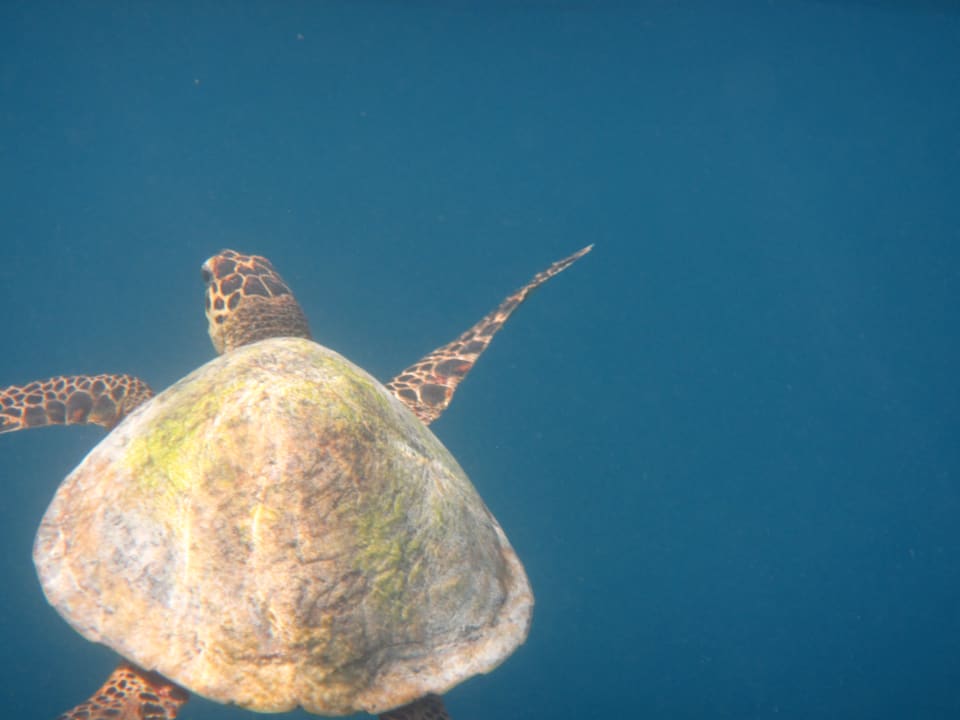Sport & Freizeit Diamonds Thudufushi