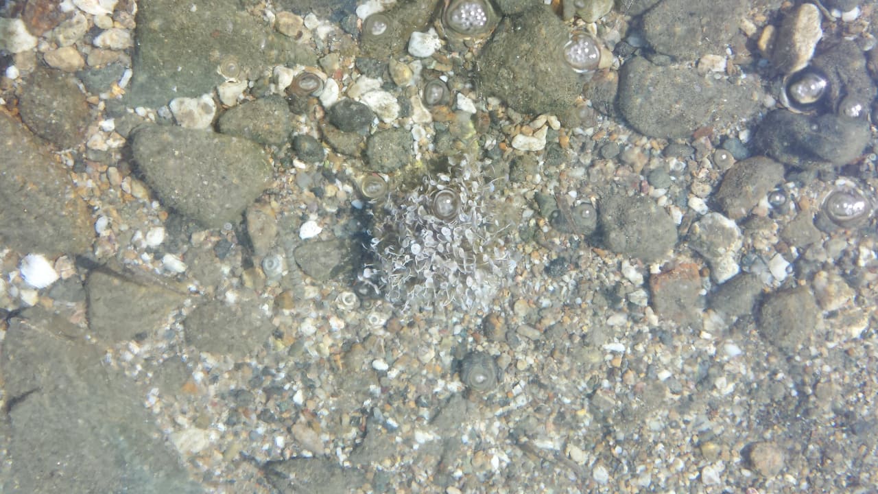 So klar war das Meer habe ne Krabbe erwischt Hotel Martha's Haus